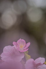 春色桜児誉美４