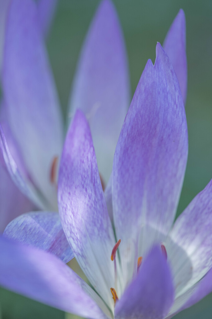 うすむらさきのあき