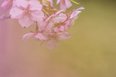 春色桜児誉美２