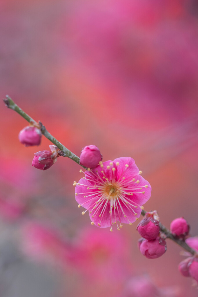 紅纏う by 夜明時分 (ID:13369559) - 写真共有サイト:PHOTOHITO