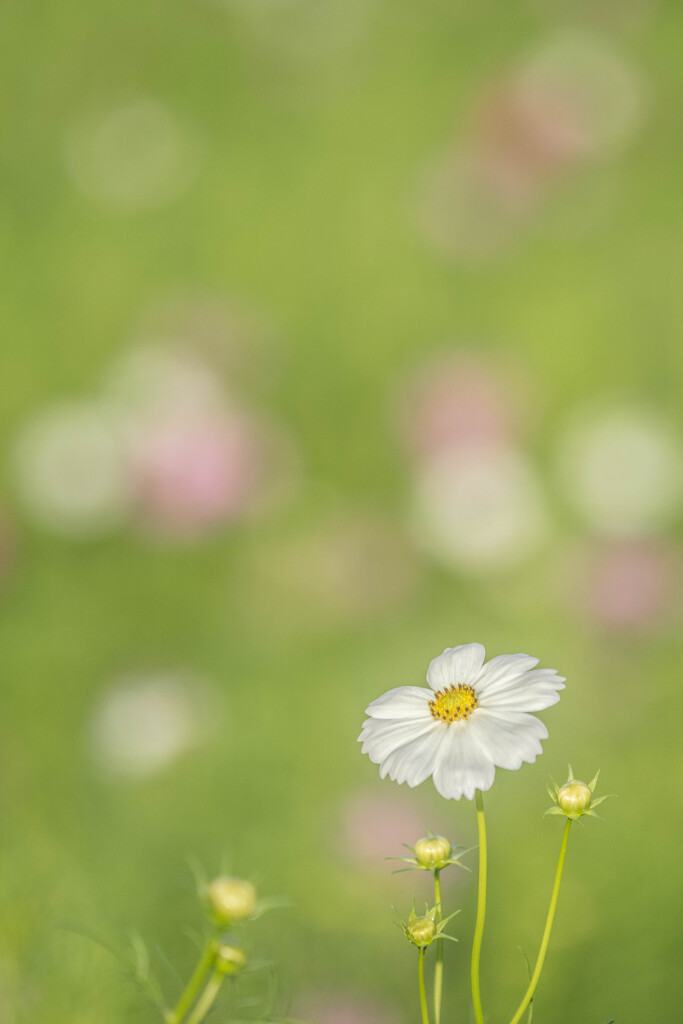 見上げてごらん