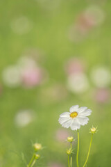 見上げてごらん