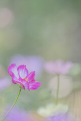 秋の桜はパステルで