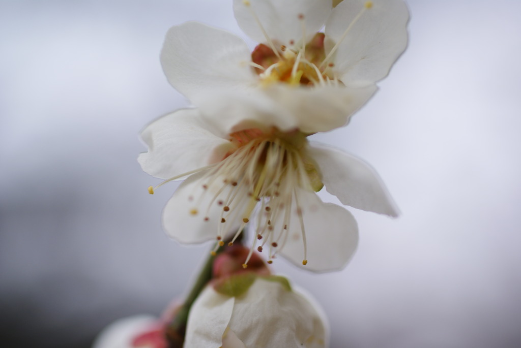 watery white apricot