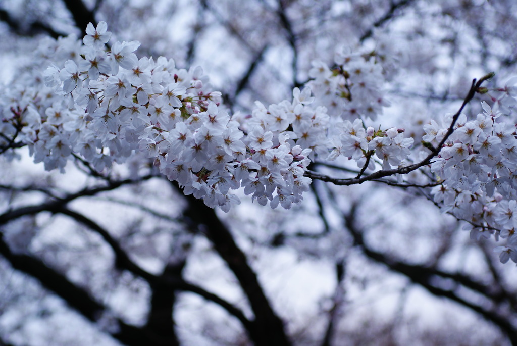 spring in japan