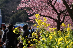 菜の花と河津桜