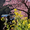 菜の花と河津桜