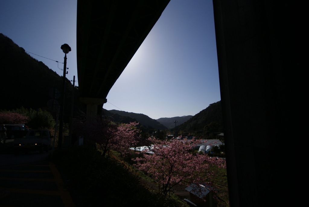 shadow and sakura