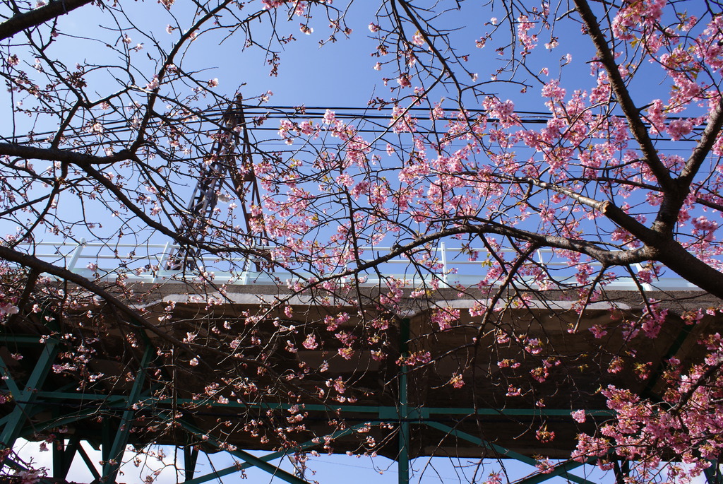 桜空
