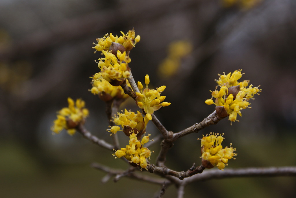 yellow flower