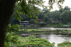 柿田川湧水池