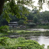 柿田川湧水池
