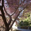 桜の木の下で