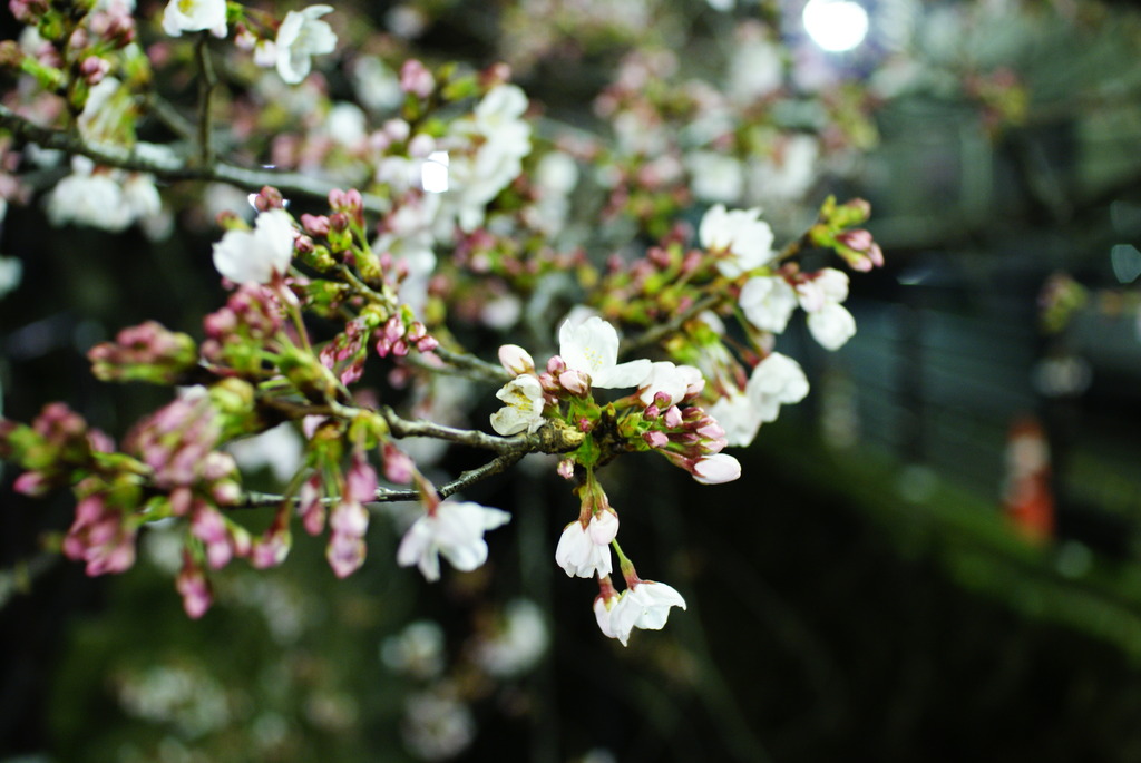 初夜桜