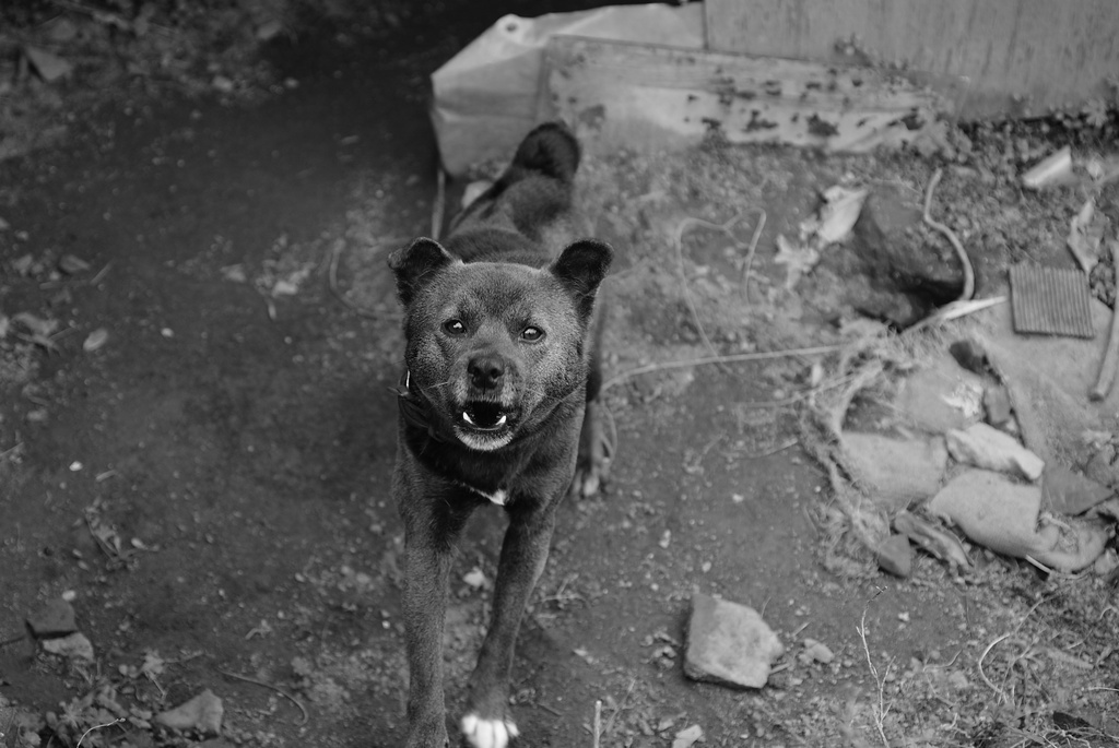 番犬