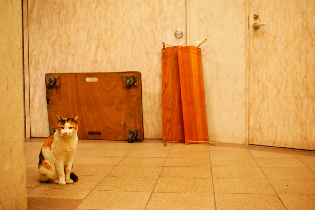 横浜の猫