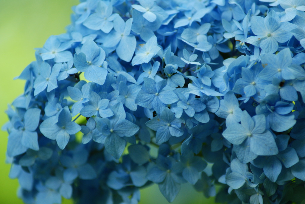 blue crowd