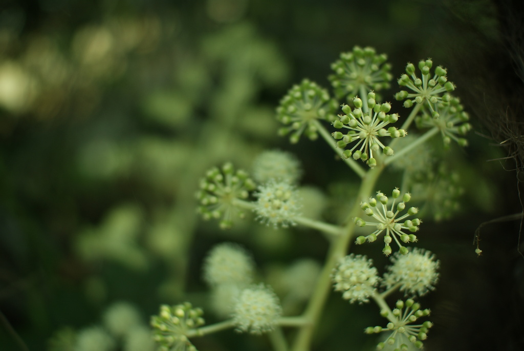 ミドリの花