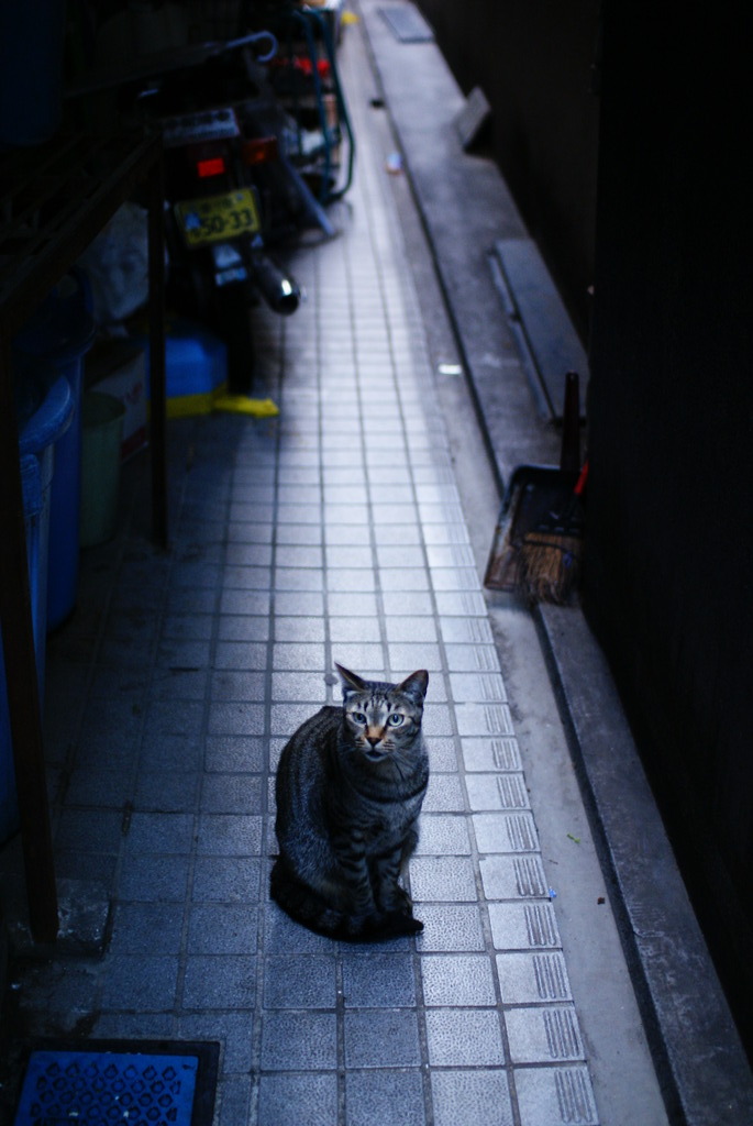 六本木の女