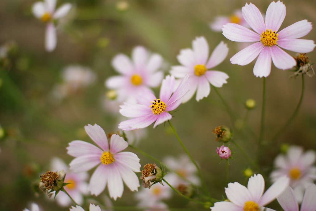 early cosmos