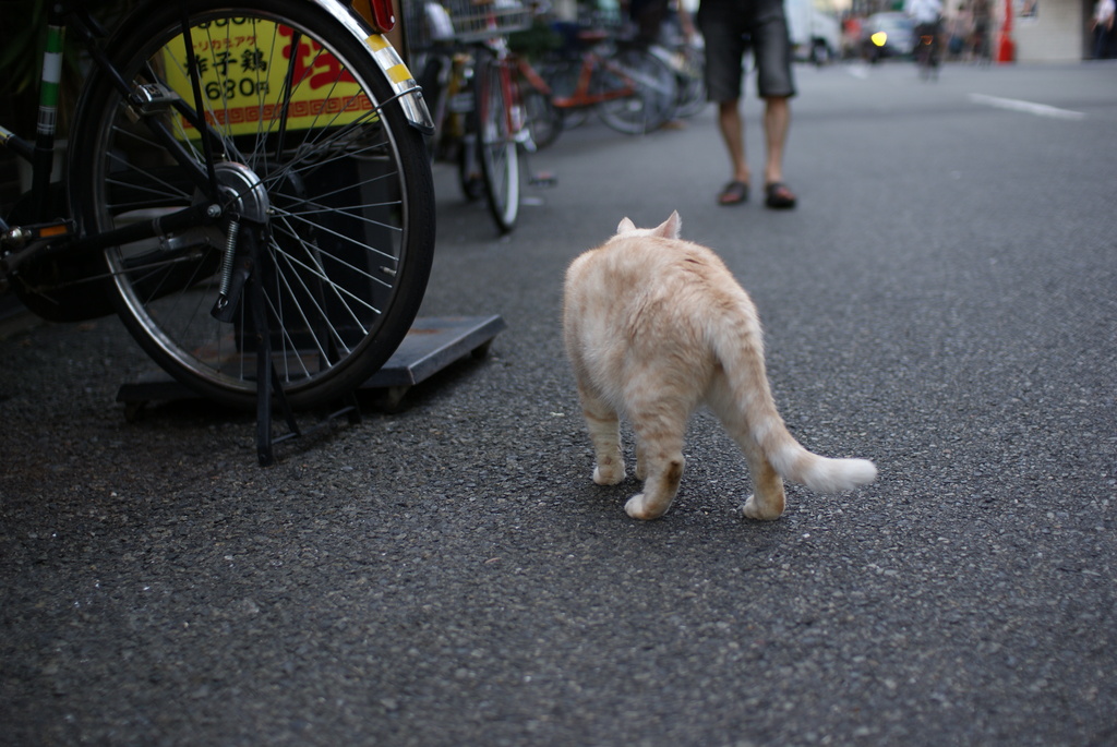 猫