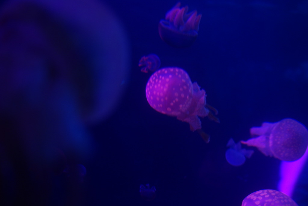 violet jellyfish