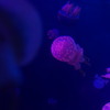 violet jellyfish