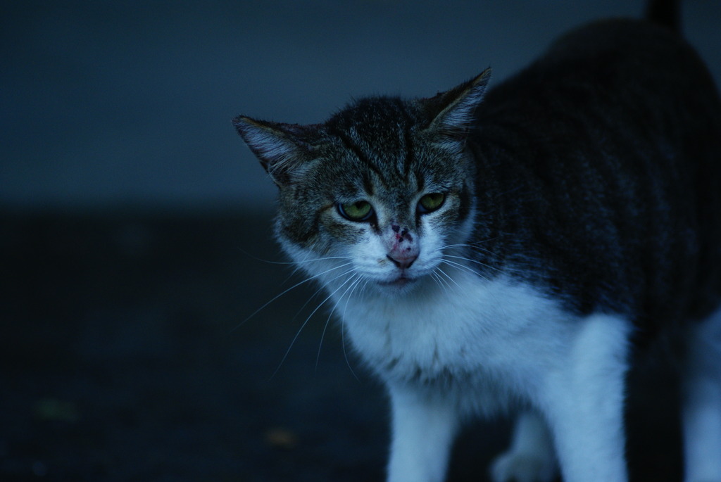 山の手の猫