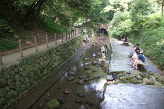 柿田川湧水池で遊ぶ子供