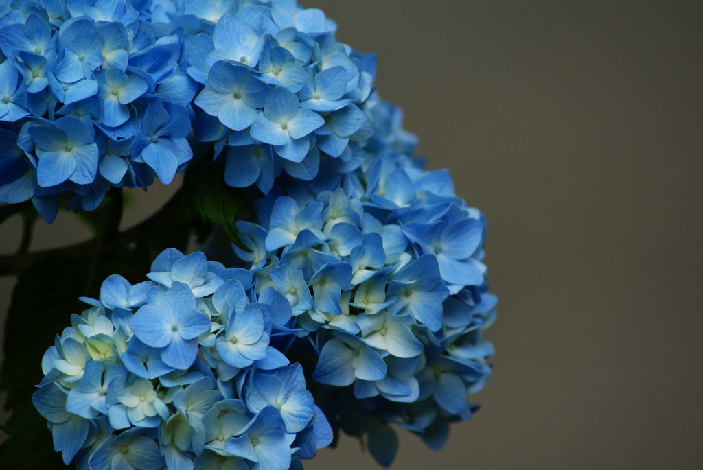 紫陽花寺のお出迎え