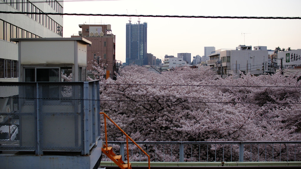 sakura platform