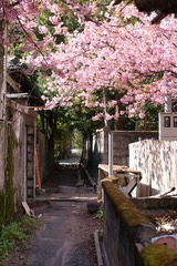 桜小路