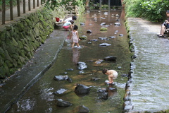 柿田川湧水池