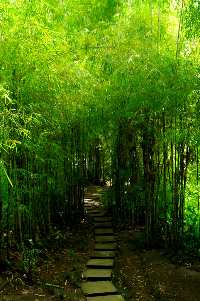 bamboo forest