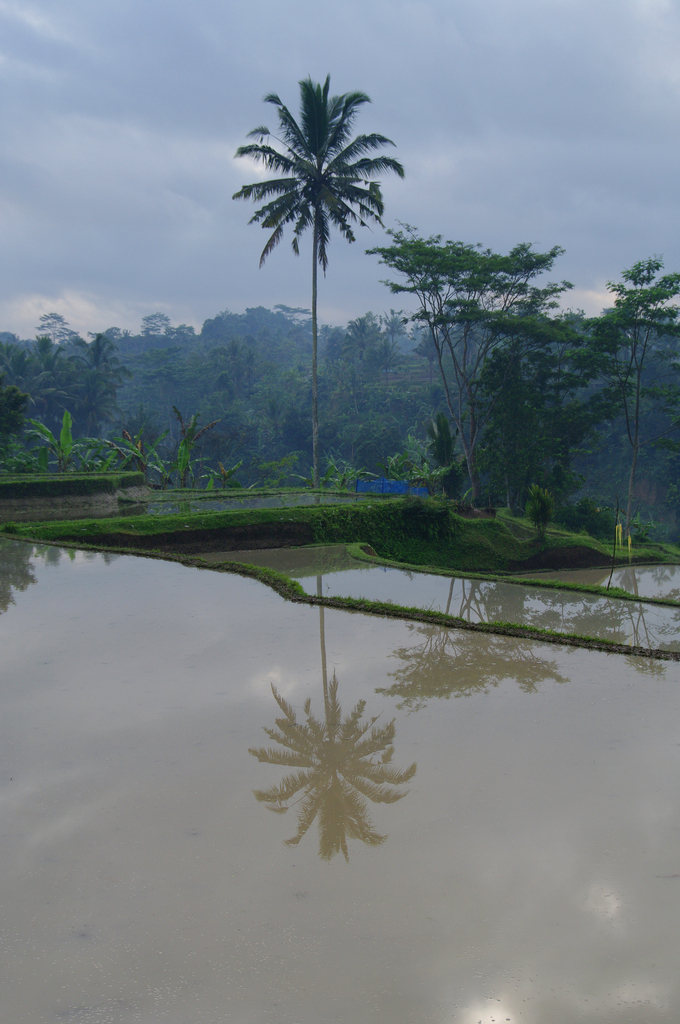 Ubud