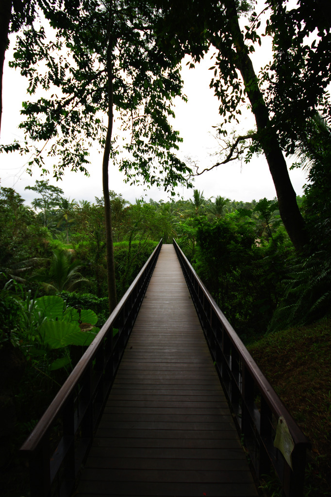 bridge to the jungle