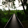 bridge to the jungle