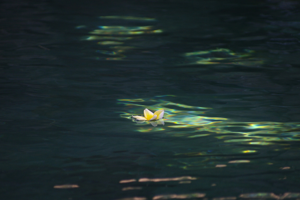 frangipani