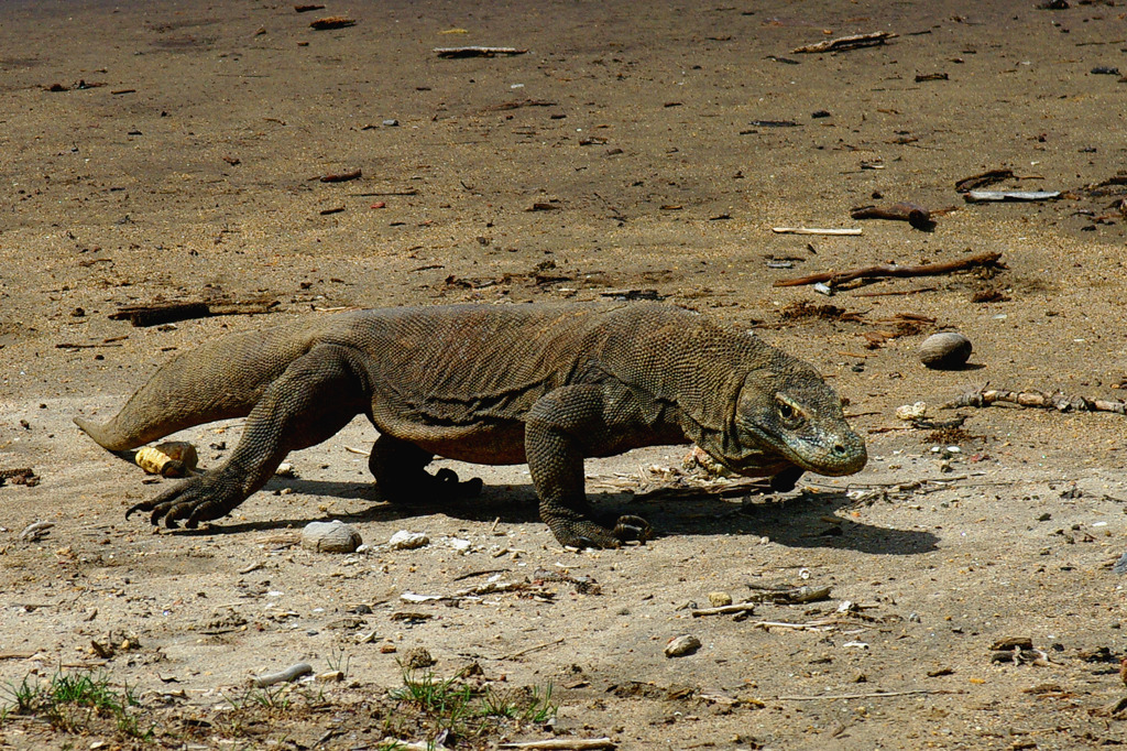 Komodo dragon