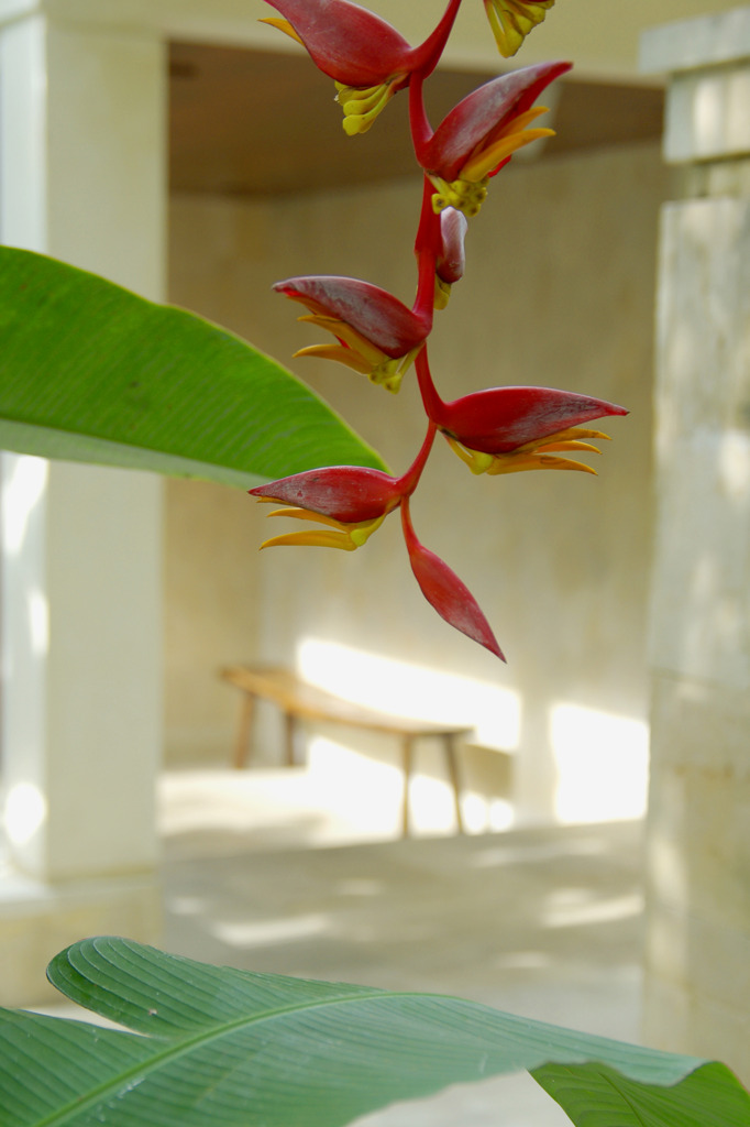 Heliconia