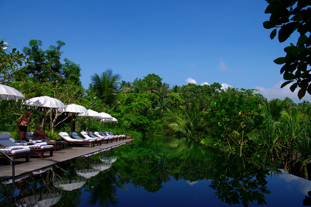 jungle pool