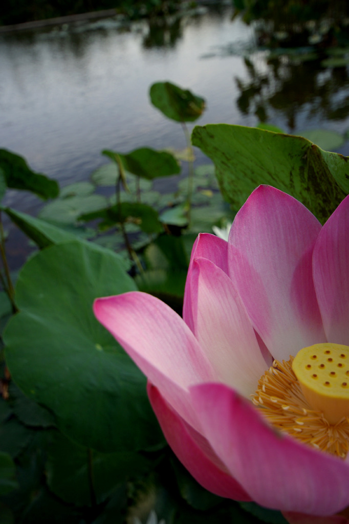 Lotus 1/2