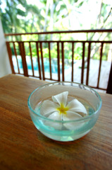 frangipani