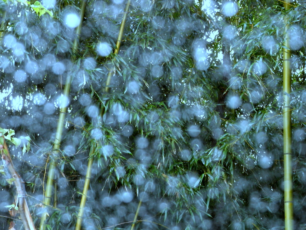 水玉模様