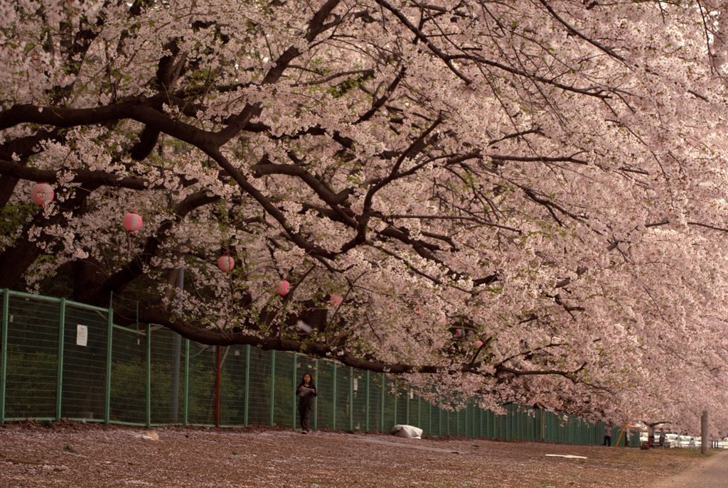 桜の木の下で