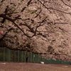 桜の木の下で