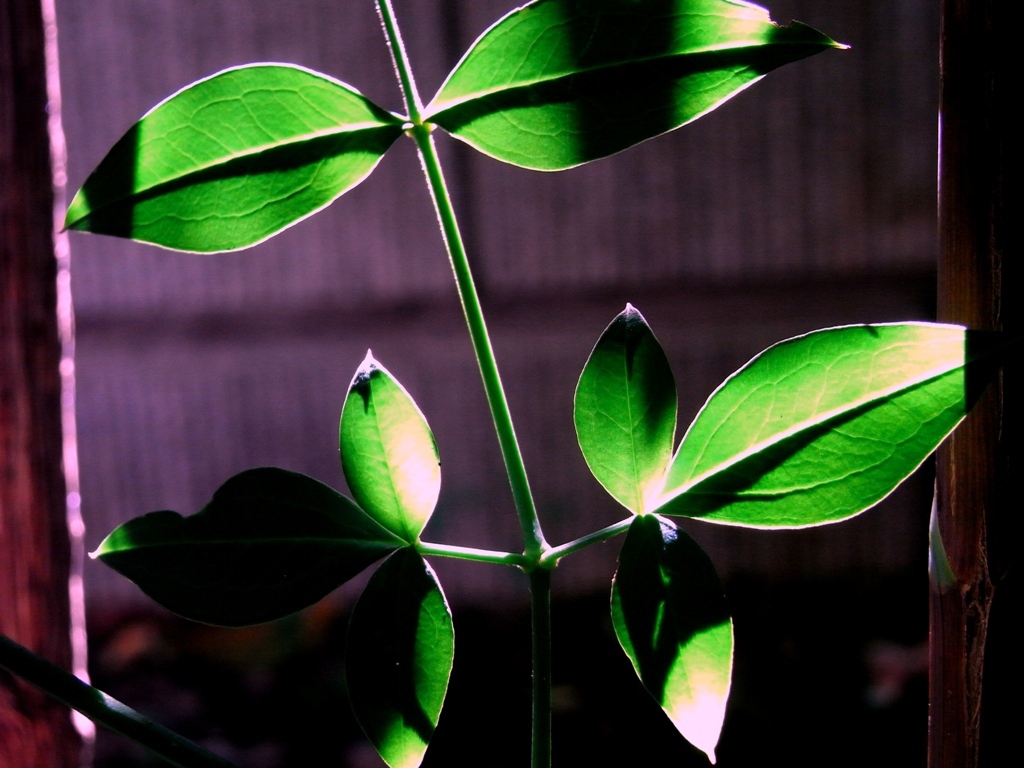 Leaf