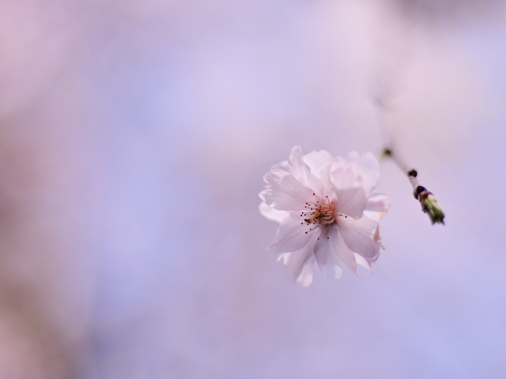 桜一輪