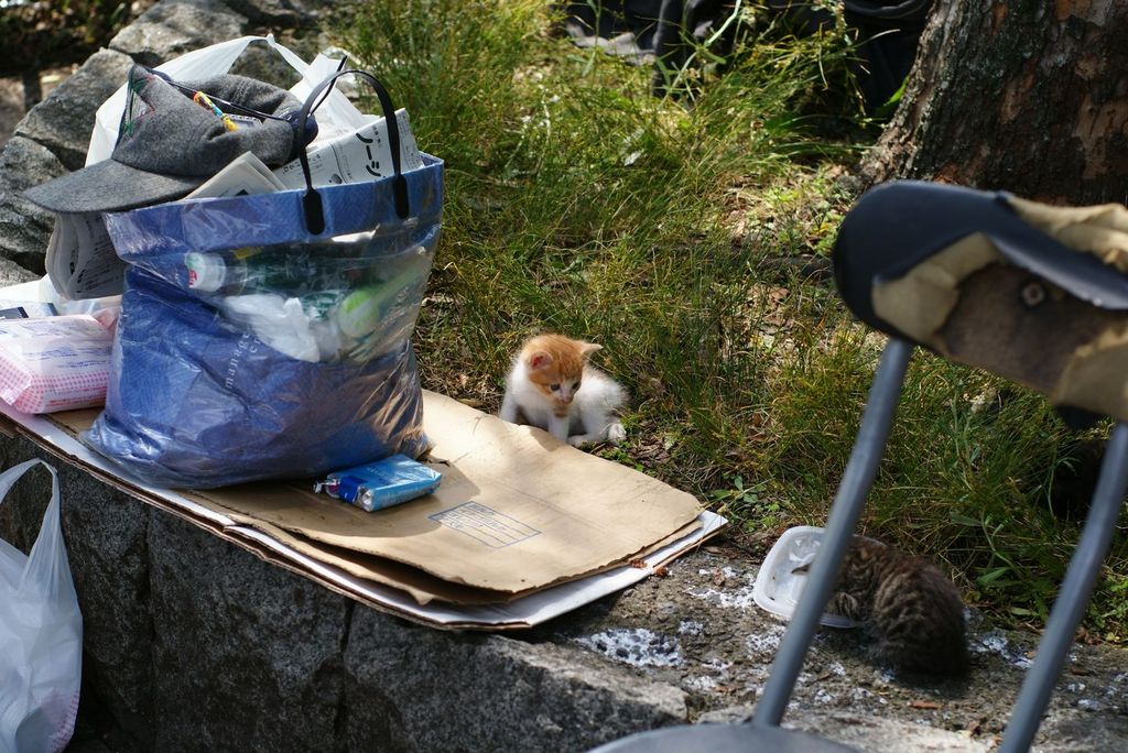 上野の子猫