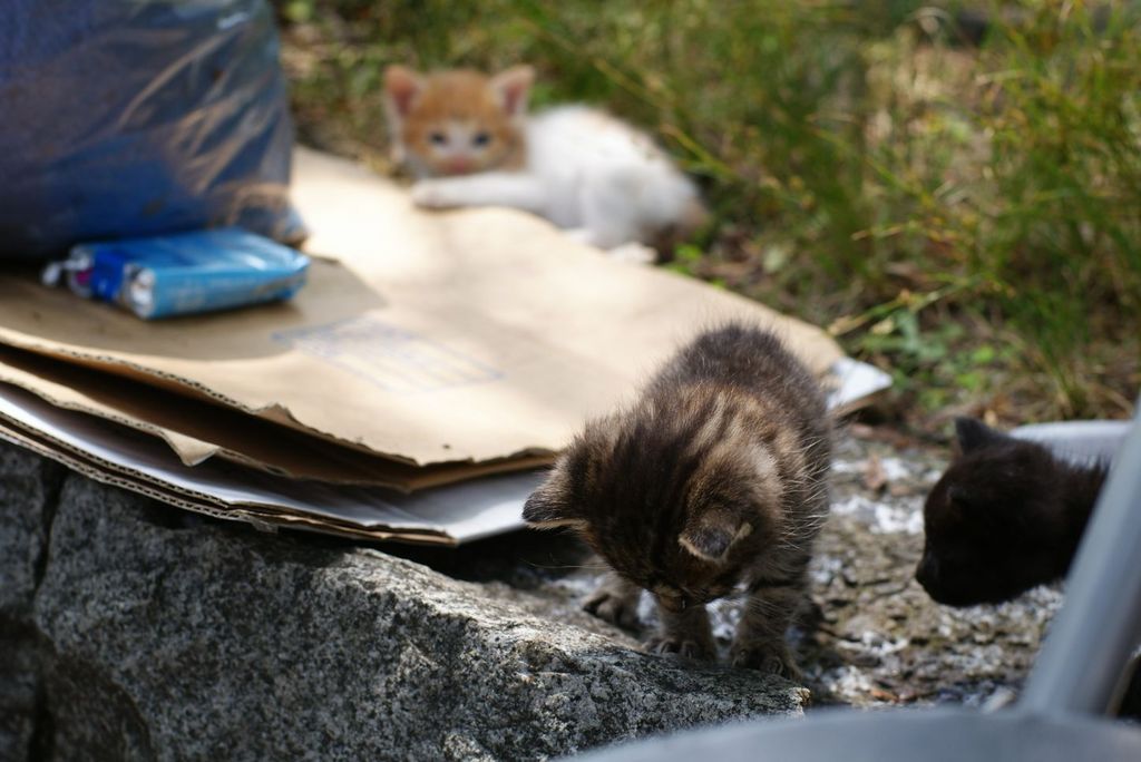 上野の子猫